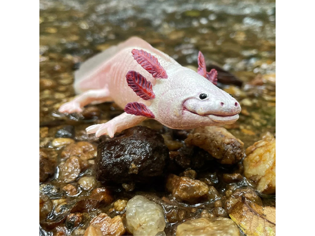 Safari Ltd. Safari Ltd. Figurka - Axolotl - Obrázek 2