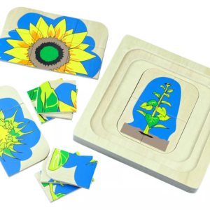 Moyo Montessori Moyo Montessori Životní cyklus květiny